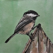 "Chick, Chick Chickadee"