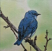 "Mountain Bluebird"