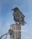 Raven