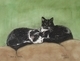 "Shyllo & Oliver"